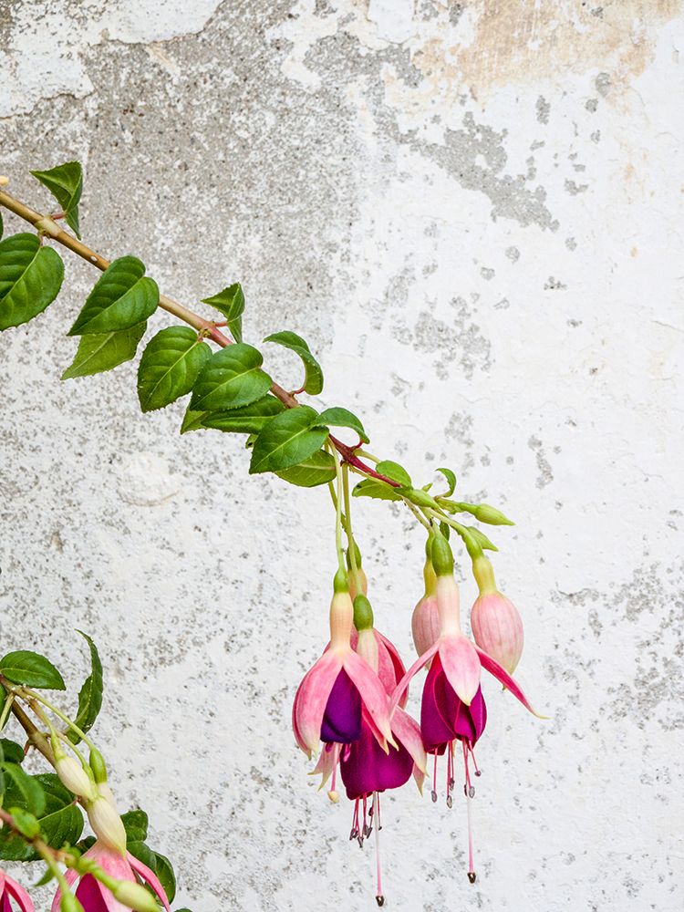 Portugal-Obidos-Colorful fuchsia hanging against an old white wall